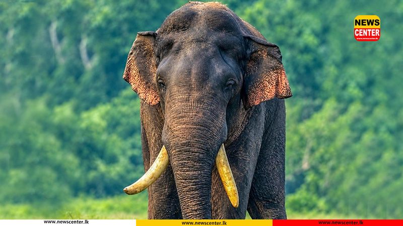 Search operation to locate tusker ‘Agbo’ continues for second day