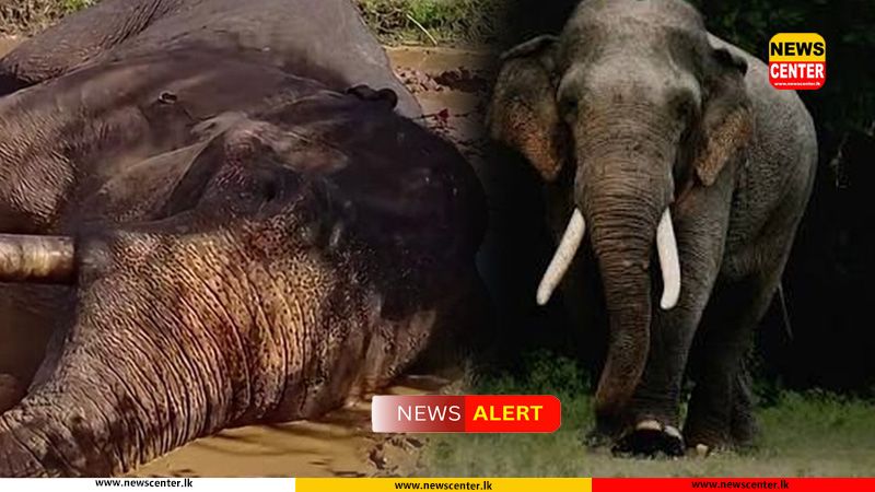 Kavantissa, the tusker who was receiving treatment for a gunshot wound, passes away