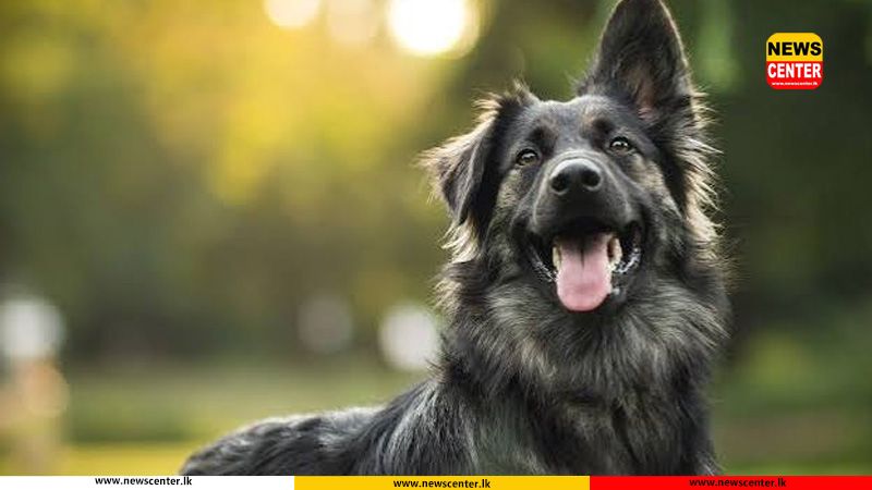 No vaccination, no registration: Dog owners face Rs. 2,000 penalty under new Bill