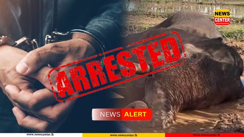 කාවන්තිස්ස හස්තිරාජයාට වෙඩි තැබූ සැකකාර වෙඩික්කරු අත්අඩංගුවට