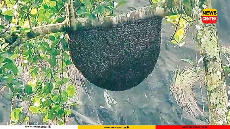 වතු කම්කරුවන් පිරිසකට බඹර ප්රහාරයක් - එක් අයෙකු අවසන් ගමන් යයි