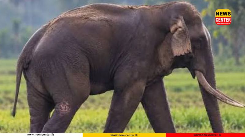 කාවන්තිස්ස ඇතාට ප්රතිකාර කිරීමට තායිලන්ත වෛද්ය කණ්ඩායමක් මෙරටට ගෙන්වා ගැනීමට පරිසර අමාත්යාංශ අනුමැතිය