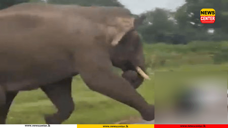 වන අලි ප්රහාරයකින් තරුණයෙකු ජීවිතක්ෂයට