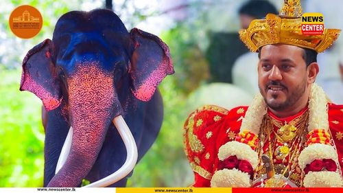 Sacred tusker Wasana to be released only for major ‘peraheras’