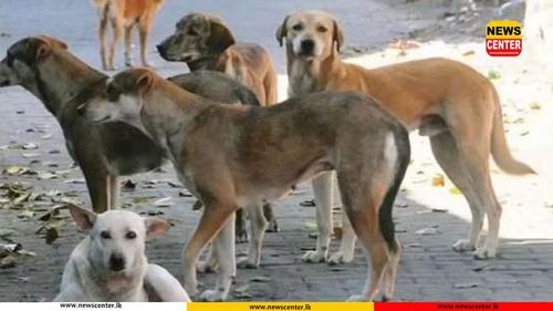 New Bill to eliminate rabies and regulate dog registration presented to parliament