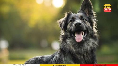 No vaccination, no registration: Dog owners face Rs. 2,000 penalty under new Bill