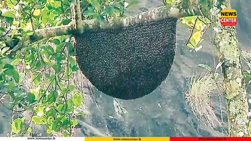 වතු කම්කරුවන් පිරිසකට බඹර ප්‍රහාරයක් - එක් අයෙකු අවසන් ගමන් යයි 