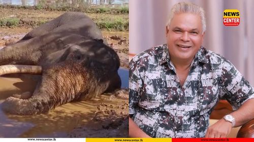 ''කාවන්තිස්ස මහ ඇතාව සුවපත් කරන්න අවශ්‍ය කරන සෑම සතයකම වගකීම මම භාරගන්නවා.'' - ඩඩ්ලි සිරිසේන