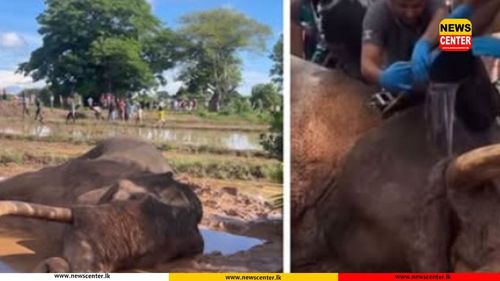 කාවන්තිස්ස ඇතාගේ ප්‍රතිකාරවලට බාධා නොවන ලෙස නිහඬ පරිසරයක් සුරැකීමට සහාය වන්න - පරිසර අමාත්‍යාංශය