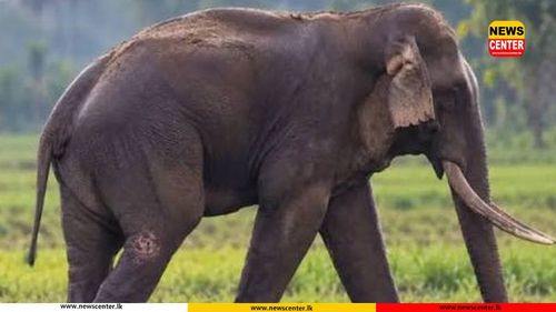 කාවන්තිස්ස ඇතාට ප්‍රතිකාර කිරීමට තායිලන්ත වෛද්‍ය කණ්ඩායමක් මෙරටට ගෙන්වා ගැනීමට පරිසර අමාත්‍යාංශ අනුමැතිය 