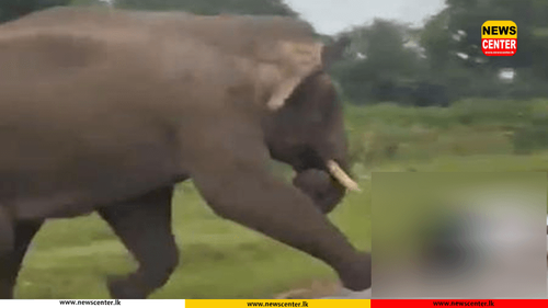  වන අලි ප්‍රහාරයකින්  තරුණයෙකු ජීවිතක්ෂයට